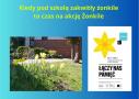 plakat informujący o akcji żonkile